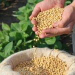 Produção de soja aumenta 15,3% no Pará